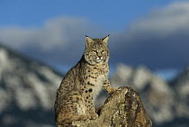 Bobcat (Lynx rufus), Rocky Mountains, North America