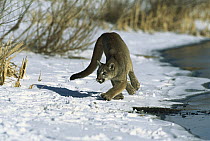 Mountain Lion (Puma concolor) running in snow, Colorado