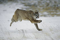 Mountain Lion (Puma concolor) running through the snow in winter, North America