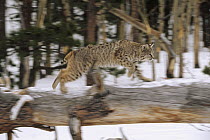 Bobcat (Lynx rufus) running along log in winter, Colorado
