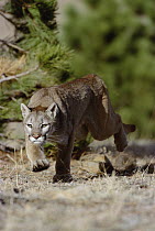 Mountain Lion (Puma concolor) running towards camera, Colorado