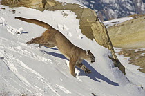 Mountain Lion (Puma concolor) running over snow-covered ground, North America