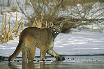 Mountain Lion (Puma concolor) adult standing in frozen, shallow stream with snow-covered banks, North America
