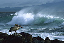 Brown Pelican (Pelecanus occidentalis) perched on rocks with ocean waves in background, Galapagos Islands, Ecuador