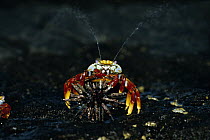 Sally Lightfoot Crab (Grapsus grapsus) spraying near sea urchin, Galapagos Islands, Ecuador