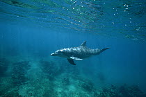 Bottlenose Dolphin (Tursiops truncatus), distributed worldwide except polar regions