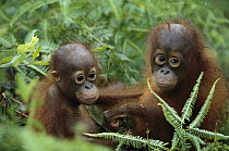 Orangutan (Pongo pygmaeus) orphans embracing, Borneo, Malaysia