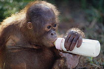 Orangutan (Pongo pygmaeus) orphan drinking from a baby bottle at rehabilitation facility, Leakey Camp, Borneo