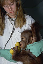 Orangutan (Pongo pygmaeus) orphan with attendant at rehabilitation facility, Wanariset, Borneo