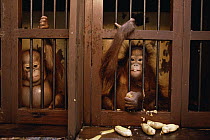 Orangutan (Pongo pygmaeus) orphans in cages at rehabilitation facility, Wanariset, Borneo