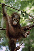 Orangutan (Pongo pygmaeus) infant hanging from branch, Borneo
