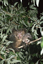 Aye-aye (Daubentonia madagascariensis) parent with young in rainforest, species, Madagascar