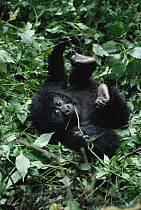Mountain Gorilla (Gorilla gorilla beringei) baby rolling on forest floor, Virunga National Park, Congo