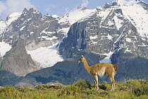 Guanaco (Lama guanicoe) portrait against mountain range, Patagonia, Argentina