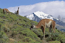 Guanaco (Lama guanicoe) herd grazing on grass with mountain range in background, Patagonia, Argentina