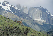 Guanaco (Lama guanicoe) pair grazing on grass with mountain range in background, Patagonia, Argentina