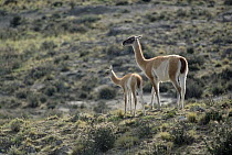 Guanaco (Lama guanicoe) mother and young, Patagonia, Argentina