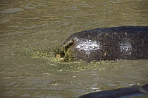 Hippopotamus (Hippopotamus amphibius) defecating in the water, Aquatic Sub-Sahara Africa