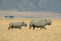 Black Rhinoceros (Diceros bicornis) mother and calf crossing savannah, Ngorongoro Crater, Tanzania