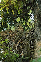 Great Gray Owl (Strix nebulosa) nesting in a tree in boreal forest, North America