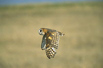 Barn Owl (Tyto alba) flying, North America