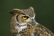 Great Horned Owl (Bubo virginianus), North America