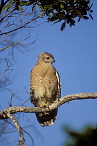Red-shouldered Hawk (Buteo lineatus) perching, southern Florida