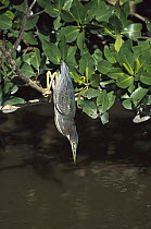 Green-backed Heron (Butorides striatus) hunting from a low branch hanging over water, North America