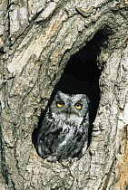 Western Screech Owl (Megascops kennicottii) in tree hollow, Western North America