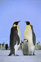 Emperor Penguin (Aptenodytes forsteri) family, Antarctica