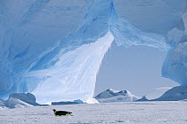 Emperor Penguin (Aptenodytes forsteri) tobogganing in front of iceberg, Antarctica