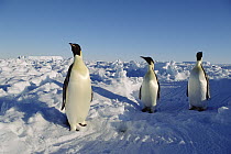 Emperor Penguin (Aptenodytes forsteri) trio standing on ice field, Antarctica