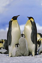 Emperor Penguin (Aptenodytes forsteri) parents with chicks, Antarctica