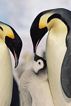 Emperor Penguin (Aptenodytes forsteri) parents with chick, Antarctica