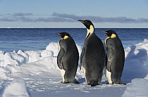 Emperor Penguin (Aptenodytes forsteri) trio on edge of ice, Antarctica