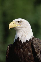 Bald Eagle (Haliaeetus leucocephalus) portrait, Homer, Alaska