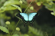 Ulysses Butterfly (Papilio ulysses) on plant stem, Indonesia