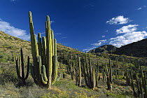 Cardon (Pachycereus pringlei) cactii in desert landscape, Baja California, Mexico