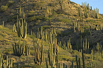 Cardon (Pachycereus pringlei) cactus forest, largest cacti in the world and may live over 200 years, Sonoran Desert, Baja California, Mexico