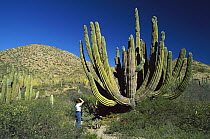 Cardon (Pachycereus pringlei) cactus photographed by tourist, largest cacti in the world and may live over 200 years, Sonoran Desert, Baja California, Mexico