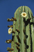 Cardon (Pachycereus pringlei) cactus flowering, Baja California, Mexico