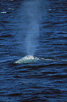 Gray Whale (Eschrichtius robustus) baby breathing at surface, pelagic northeastern Pacific Ocean