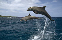 Bottlenose Dolphin (Tursiops truncatus) pair leaping, Honduras