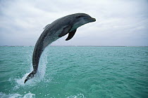 Bottlenose Dolphin (Tursiops truncatus) leaping, Honduras