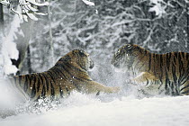 Siberian Tiger (Panthera tigris altaica) pair playing together in snow, natural range is from southeast Siberia to Manchuria, China