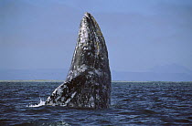 Gray Whale (Eschrichtius robustus) breaching, Mexico