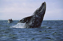 Gray Whale (Eschrichtius robustus) breaching while tourists watch, Mexico