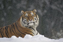 Siberian Tiger (Panthera tigris altaica) in snow storm, Siberian Tiger Park, Harbin, China