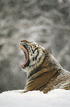 Siberian Tiger (Panthera tigris altaica) yawning in snow storm, Siberian Tiger Park, Harbin, China