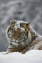 Siberian Tiger (Panthera tigris altaica) portrait in light snowfall, Siberian Tiger Park, Harbin, China